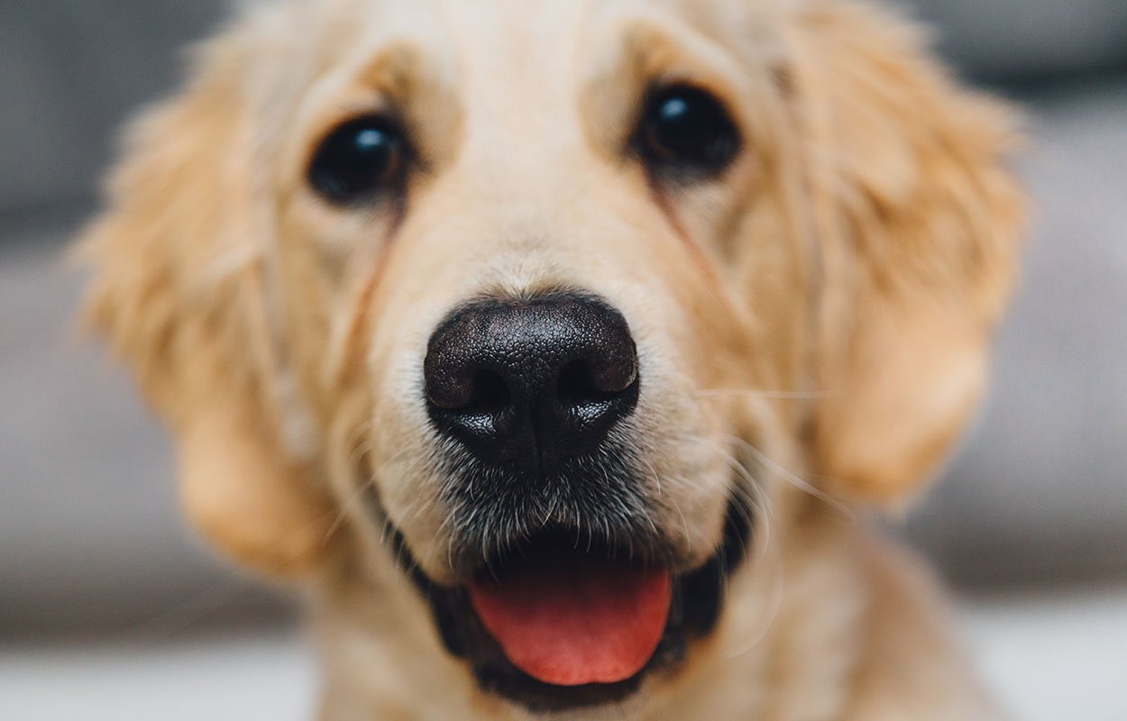 Bed 'n' Biscuits Pet Daycare & Boarding