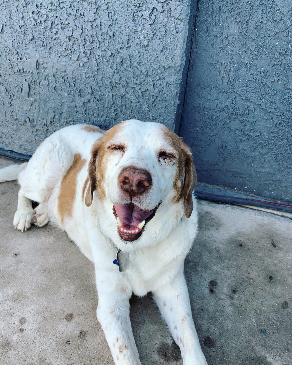 Boarding Bed 'N' Biscuits Pet Daycare & Boarding